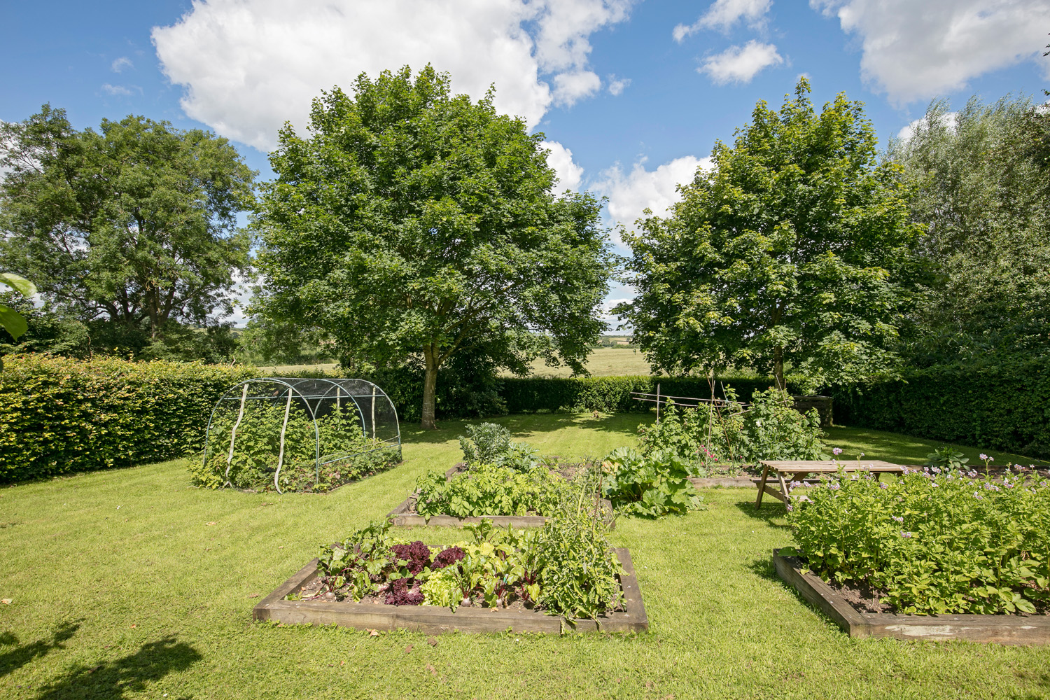 Kitchen Garden Tips