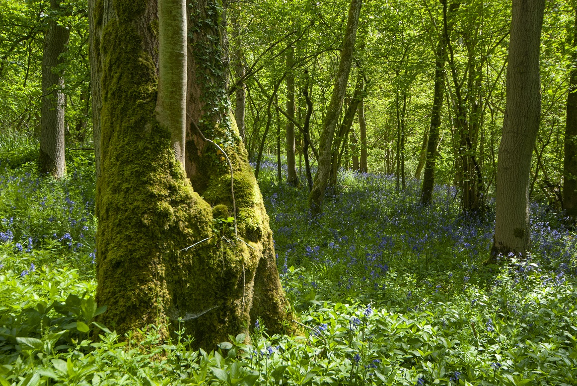 The love of Trees