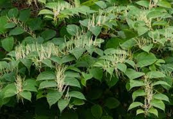 The Management of Japanese knotweed