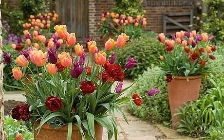 Plant Bulbs for Spring Colour